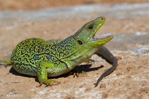 Ještěrka perlová | Naturfoto.cz