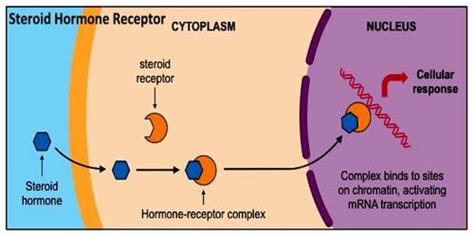 Steroid Hormone Receptor - Assignment Point