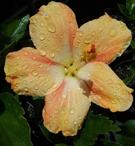 Orange Hibiscus Tree - Live Plant in a 3 Gallon Pot - Standard - Hibis – Wekiva Foliage