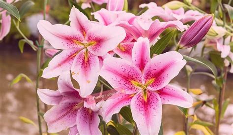 How to keep lily flower last longer? GS Flowers Melbourne