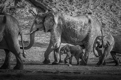 Black and White Elephant Family Photo Print, Ready to Hang Wall Art for ...