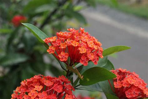 Growing Ixora In Pots - Planting Guide | Gardening Tips