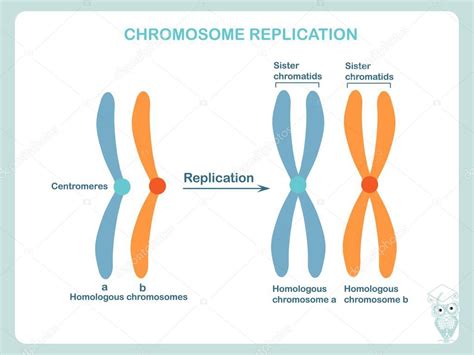 Esquema de replicación de cromosomas en color azul y naranja. Diseño elemento stock vector ...