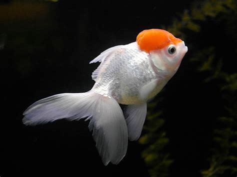 Lionhead Goldfish Stock Photos, Pictures & Royalty-Free Images - iStock