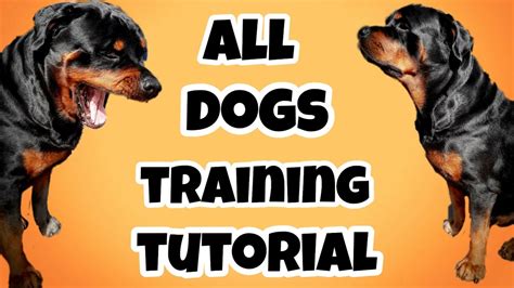 Rottweiler dog training video tutorial || How to train a dog at home ...