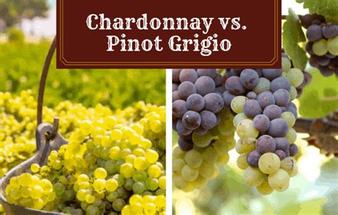 Chardonnay vs Pinot Grigio - Which Will You Enjoy More? - Vino Del Vida