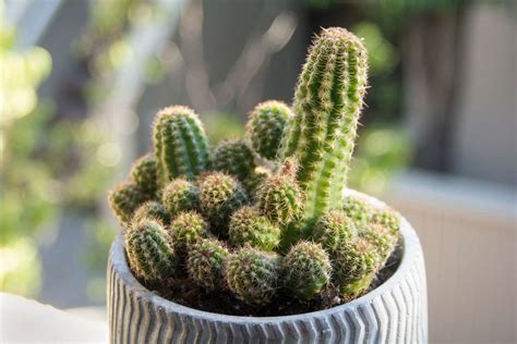 Peanut Cactus: Care and Growing Guide