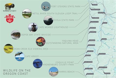 10 Best Locations for Spotting Wildlife on the Oregon Coast - Oregon Coast Visitors Association