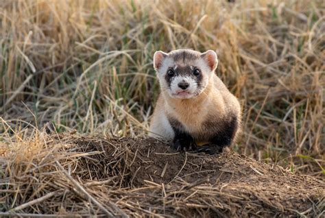 Black-footed ferrets cloned by U.S. Fish and Wildlife Service | SYFY WIRE