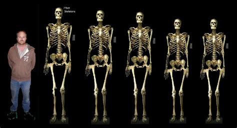 7' Skeletons Giants in Alaska | Nephilim giants, Smithsonian, Ancient humans