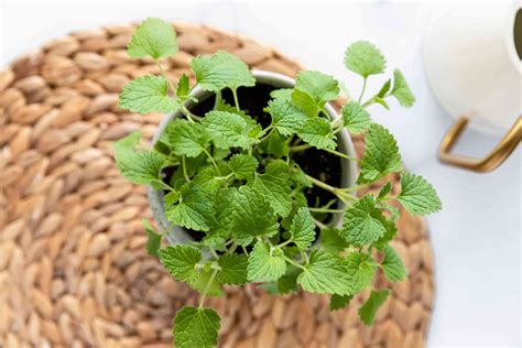 Catnip: Indoor Plant Care & Growing Guide