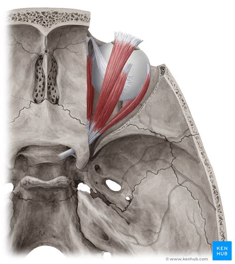 Muscles of the Orbit - Anatomy and Neurovascular Supply | Kenhub