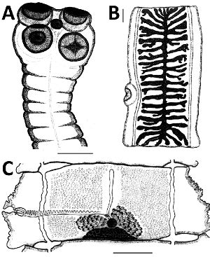 Taenia saginata - Introduction, Classification, History, Habitat ...