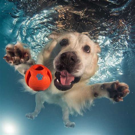 Underwater Dogs: The Funniest Pictures of Swimming Dogs