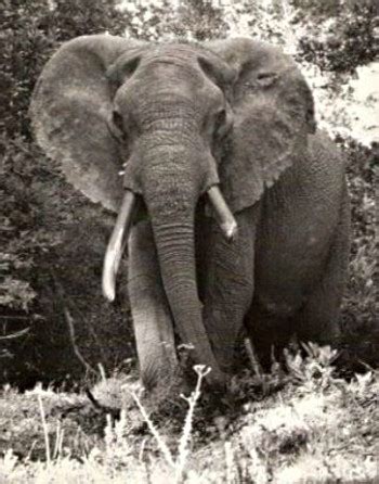 The Knysna Elephants