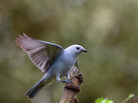 Blue gray tanager in Costa Rica Photograph by Alex Nikitsin - Fine Art America