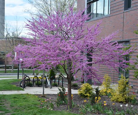 Eastern Redbud | UMass Amherst Greenhouse Crops and Floriculture Program