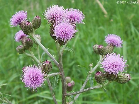 Cirsium arvense (Canada Thistle): Minnesota Wildflowers