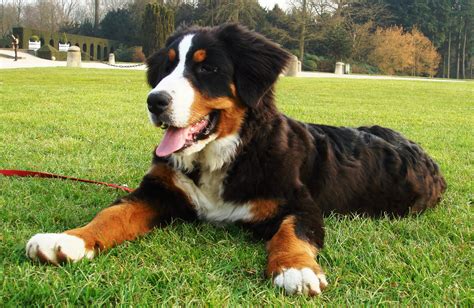 File:Berner sennenhund.jpg - Wikimedia Commons