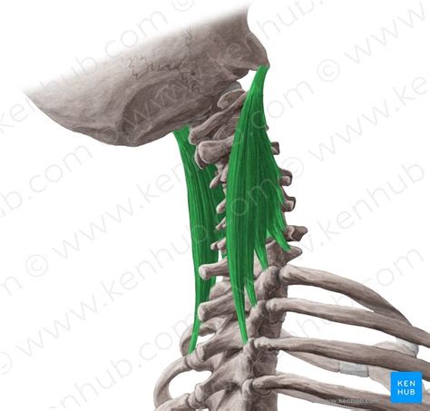 Anatomy Angel: Longissimus Capitis | Anatomy, Angel, Cervical vertebrae