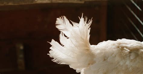 White Bird on Brown Wooden Cage · Free Stock Photo