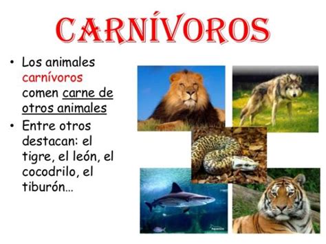 LISTA de animales carnívoros - ¡EJEMPLOS Y CARACTERÍSTICAS!