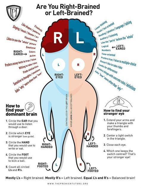 Right-brained or Left-brained? | Right brain, Brain learning, Brain facts