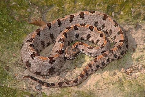 Western Pygmy Rattlesnake (Sistrurus miliarius streckeri) | Snake, Snake venom, Rattlesnake