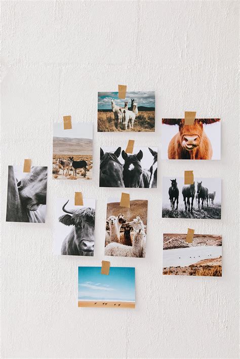 Art Postcards | Pampa Animals