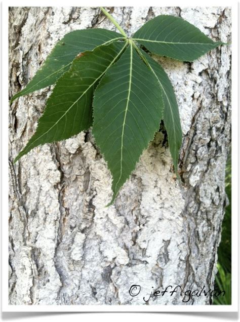 Ohio Buckeye – Bark and Leaf | Boulder Tree Care - Pruning & Tree Removal Services