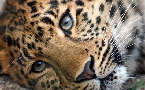 Wild Animals Wallpaper: Big Cats | Wild animal wallpaper, Leopard eyes ...