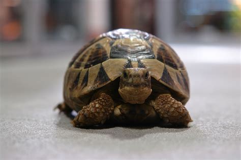 Good morning from our Subadult Greek Tortoise! | Pets, Tortoises, Tortoise