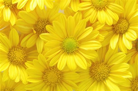 Ultimate Guide To Yellow Flower Meaning and Symbolism Around the World ...