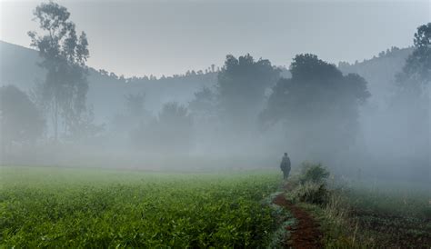 Gambar : pemandangan, pohon, alam, hutan, awan, kabut, padang rumput, sinar matahari, pagi ...