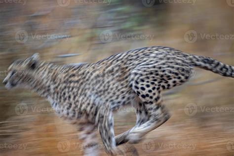 cheetah running in kruger park south africa 20212069 Stock Photo at ...