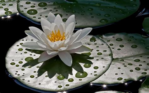 White Lotus flower HD wallpaper | Wallpaper Flare