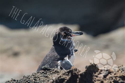 Galapagos Penguin | The Galápagos Explorer