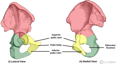 Huesos Del Pubis