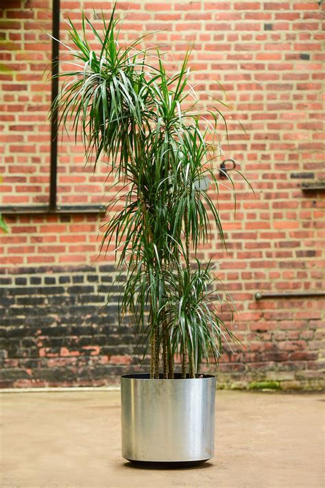 'Dragon Tree' Dracaena marginata | Dragon tree, Plants, Container plants