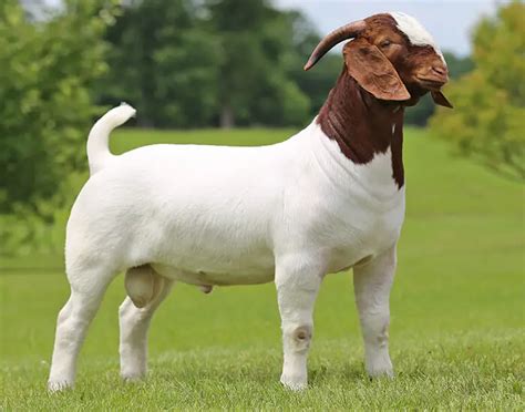 Boer Goats for Sale Near Me: Directory of US Breeders