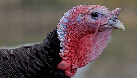 Listen to a Turkey Gobble - NWF | Ranger Rick