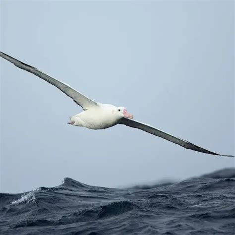 Antipodean albatross - Facts, Diet, Habitat & Pictures on Animalia.bio