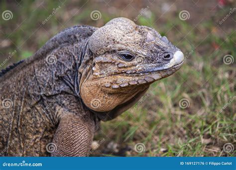 Grey Iguana in Dominican Republic 5 Stock Photo - Image of closeup, rare: 169127176