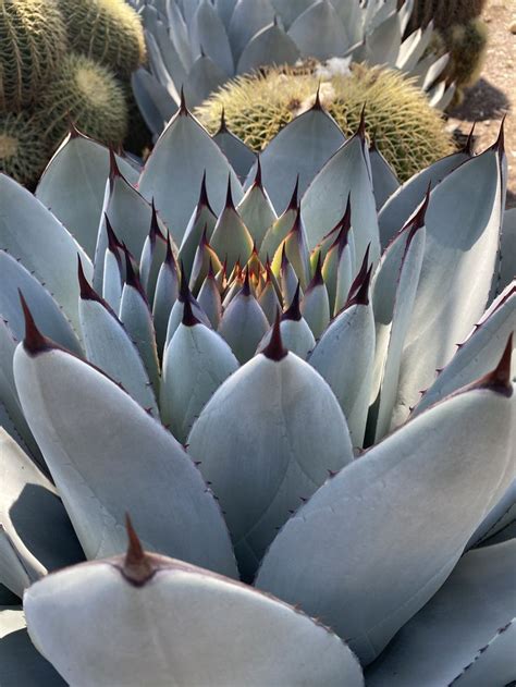 Large Succulent Found At The Huntington Garden Library Planting Succulents, Succulent Plants ...