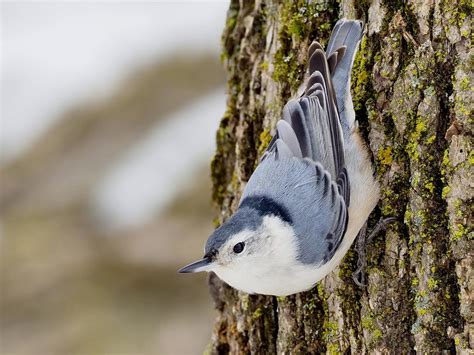 White-breasted Nuthatch | Celebrate Urban Birds