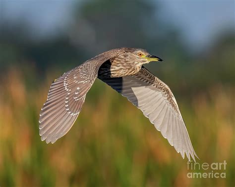 Juvenile Black Crowned Night Heron Photograph by Dale Erickson - Fine Art America