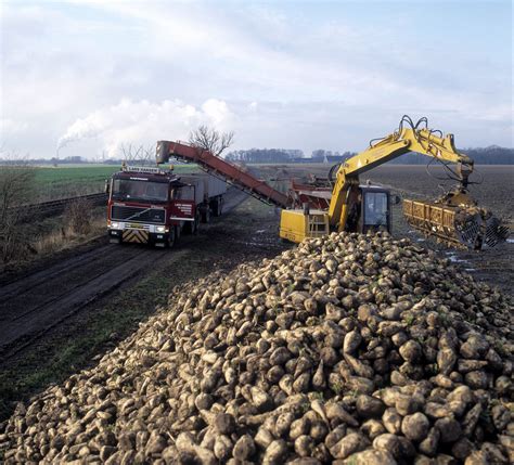 Sugar beet harvest. Roekampagnen. | Farm life, Favorite places, Denmark