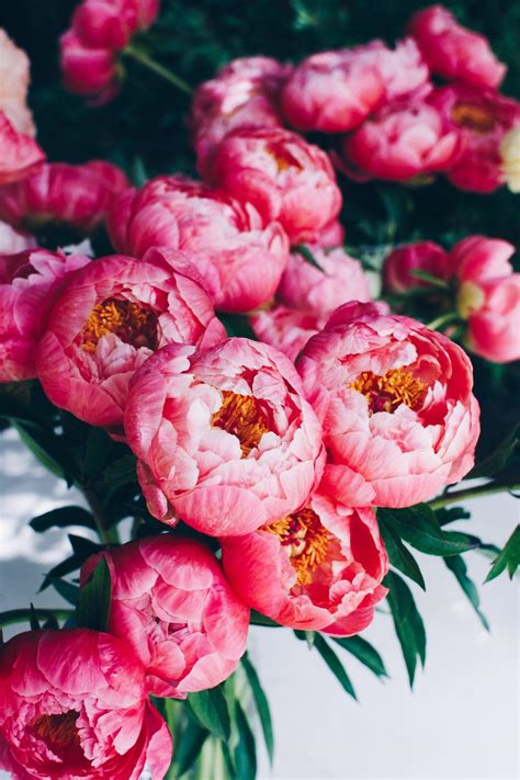 Light Pink Peonies Bouquet Wallpapers - Wallpaper Cave