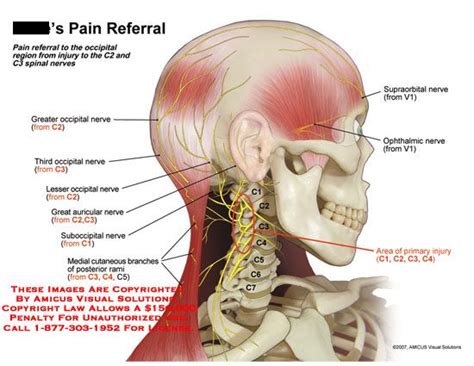 Occipital Region Anatomy