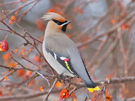 Bohemian Waxwing - eBirdr